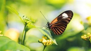 borboleta animal invertebrado