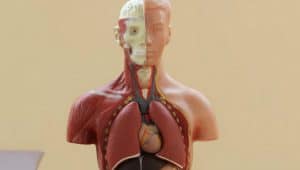corpo humano