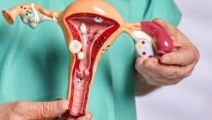 sistema reprodutor feminino