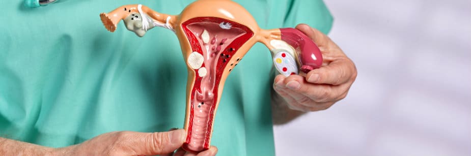 sistema reprodutor feminino