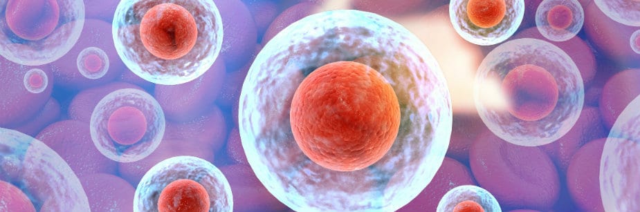 membrana plasmática