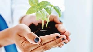 plantinha representando desenvolvimento sustentável