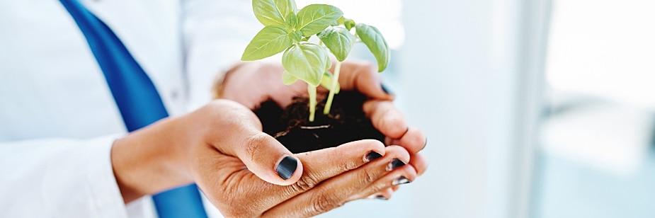 plantinha representando desenvolvimento sustentável