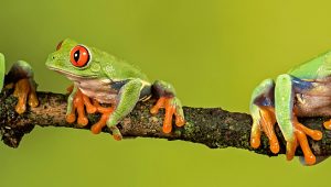 anfíbios