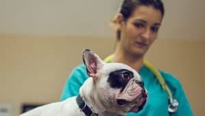 medicina veterinária quantos anos