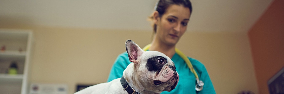 medicina veterinária quantos anos