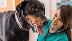 Medicina Veterinária Unopar