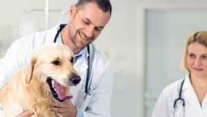 Anhanguera Medicina Veterinária