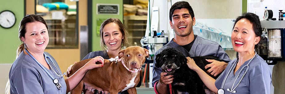 Melhores faculdades de Medicina Veterinária