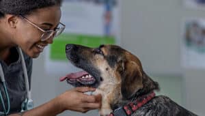 veterinário o que faz