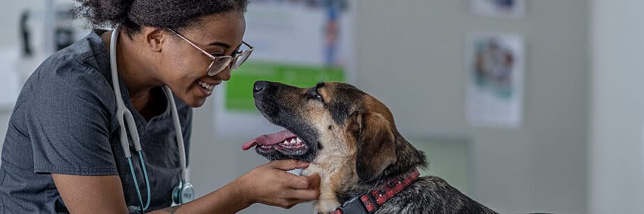 veterinário o que faz