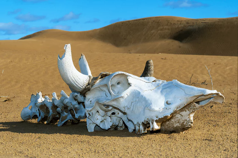 Ossos de vaca no deserto
