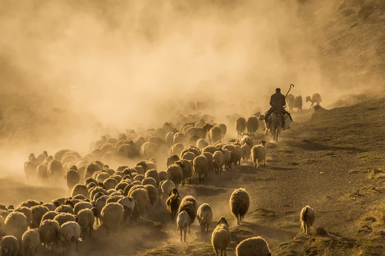 Pastor com rebanho de ovelhas